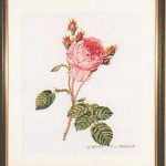 DMCの華やかな薔薇のキットです。薔薇の花を取り巻くように飾り文字のアルファベットが配置されていましたが、ボタニカルアートの展覧会を見て、その感じを出したくてアルファベットは刺しませんでした。 イングリッシュローズ